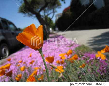 聖莫尼卡路邊盛開的鮮花 聖莫尼卡路邊盛開的鮮花 366165