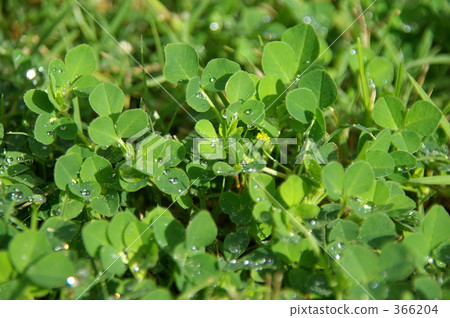 After the rain, water droplets roll on the leaves of the clover 366204
