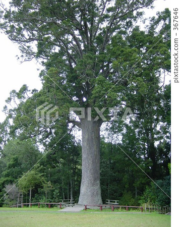 新西蘭的貝殼杉 367646