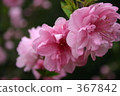 花，哈娜，粉紅色 367842