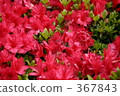 紅花	 367843