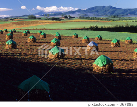 harvest, furano, soybean field 367888