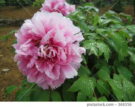 花Hana Hana Hana牡丹按鈕按鈕 花Hana Hana Hana牡丹按鈕按鈕 368356