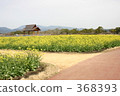 黃花 368393