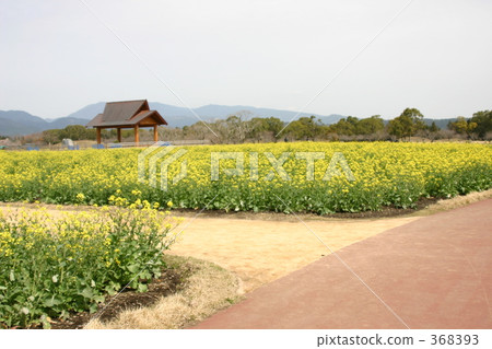 黃花 黃花 368393