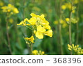 花 368396