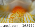 potted plants, potted plant, orange 368559
