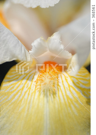 potted plants, potted plant, orange 368561