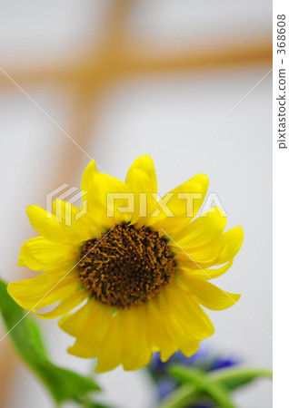 向日葵 368608