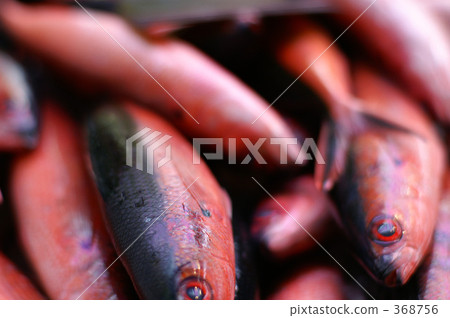 double-lined fusilier, bananafish, snap 368756