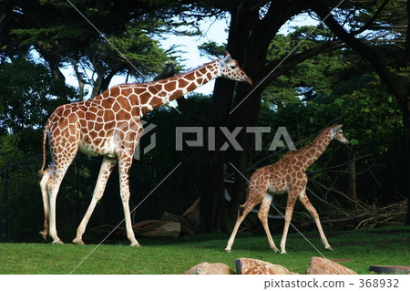 長頸鹿的父母和孩子 368932