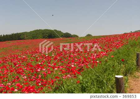 Flower field and blue sky Flower field and blue sky 369853