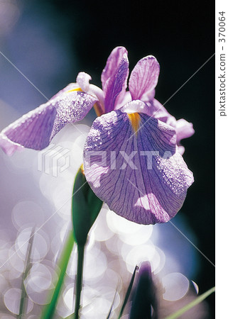 Iris Iris 370064