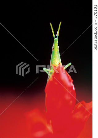 Salvia and grasshopper 370101