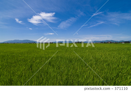 Hikawa Hirano 371110