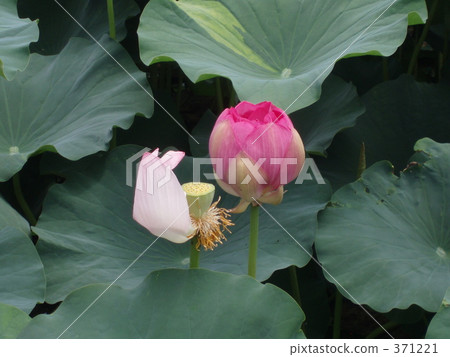 蓮花2輪 蓮花2輪 371221