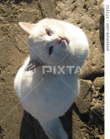 白貓 371432