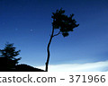 Tree illuminated by the moonlight 371966