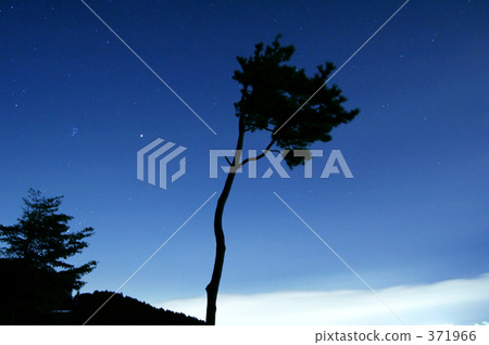 Tree illuminated by the moonlight Tree illuminated by the moonlight 371966