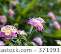 lantana, bloom, blossom 371993