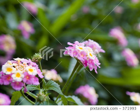 馬纓丹 花朵 花 371993