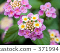 bloom, blossom, blossoms 371994