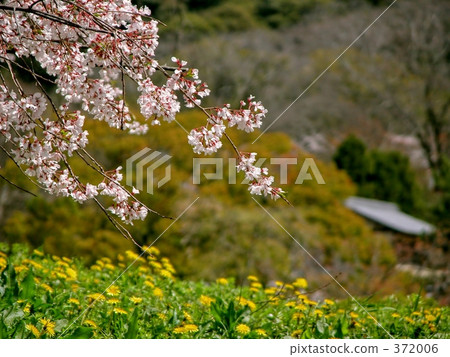 下垂的櫻桃樹 372006