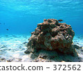 Tropical ocean floor 372562