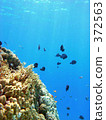Sea of the tropics 372563