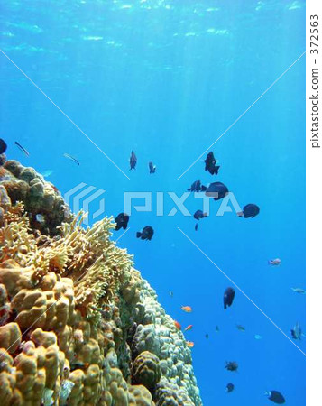 Sea of the tropics Sea of the tropics 372563