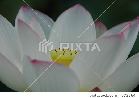 lotus, refreshing, cheerful 372564