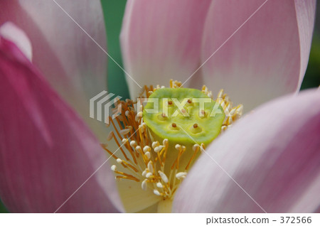 蓮花 提神 振奮 372566