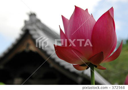 蓮花 372568