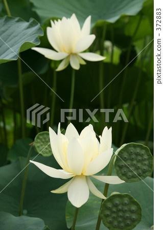 White Lotus Flower White Lotus Flower 372883