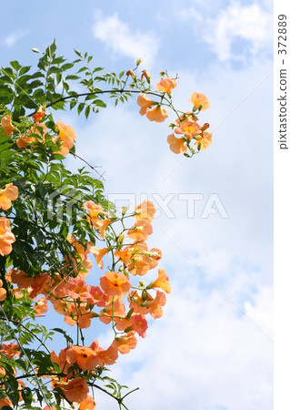 Nobuzu Kazura growing high in the sky Nobuzu Kazura growing high in the sky 372889