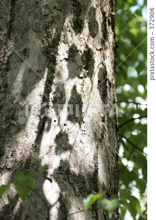 Komorebi Komorebi 372906