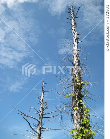 Blue sky Blue sky 372931