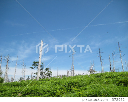 Sasahara and dead tree and blue sky Sasahara and dead tree and blue sky 372932