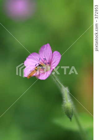 Flowers and Abu 372953