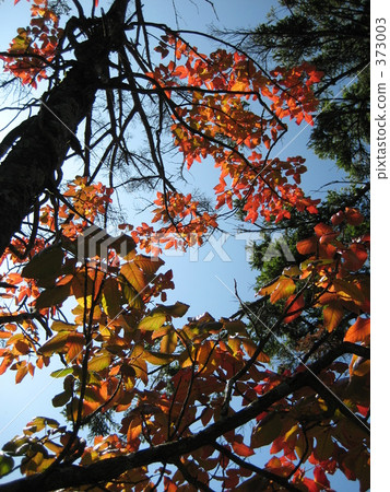 紅色螺旋 紅色螺旋 373003