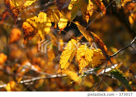 金色的葉子 373017