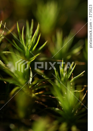 苔蘚的顏色 373023