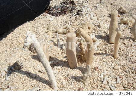 珊瑚 珊瑚 373045