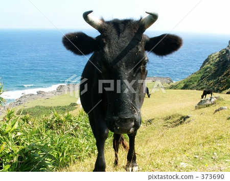 Cow of Yonaguni Cow of Yonaguni 373690