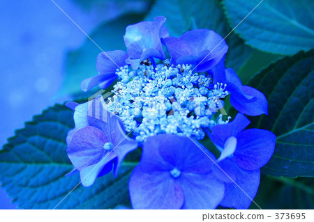 blue flower	 373695