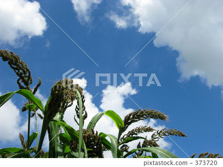 Hie and summer sky 373720