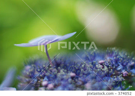  繡球花 374052