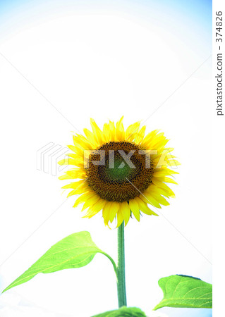sunflower sunflower 374826