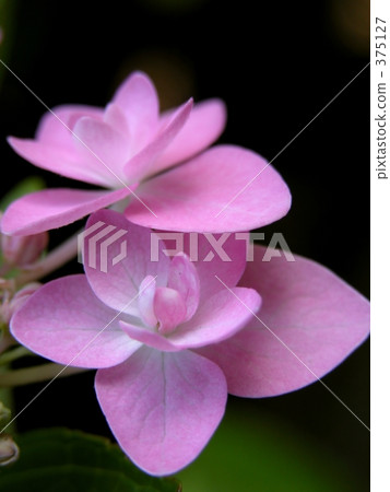 繡球花吉崎 375127