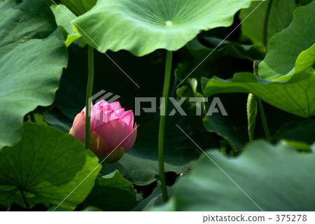 lotus, red, bud 375278